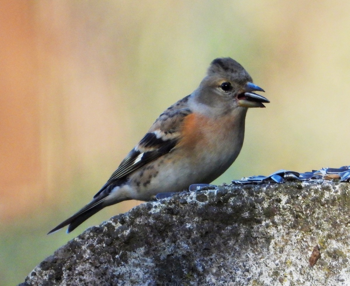 Pinzón Real - ML646179234