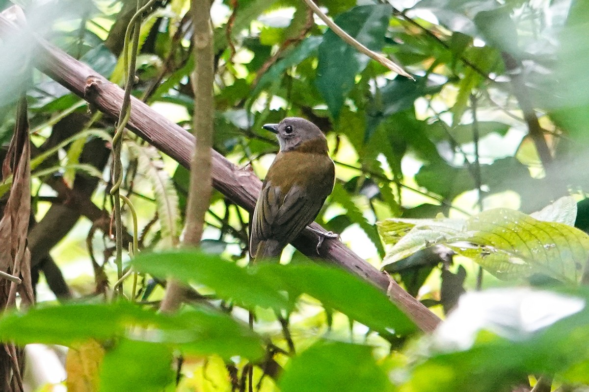 Silbador Filipino - ML646179235