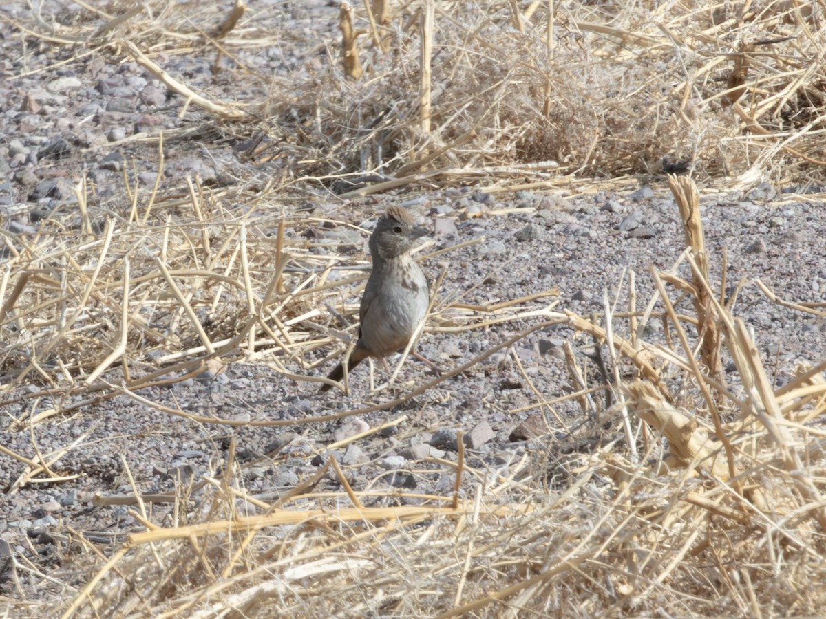 Toquí Pardo - ML646179236