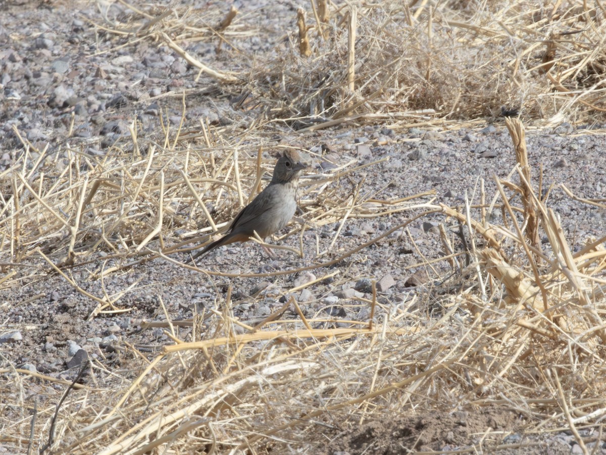 Toquí Pardo - ML646179237