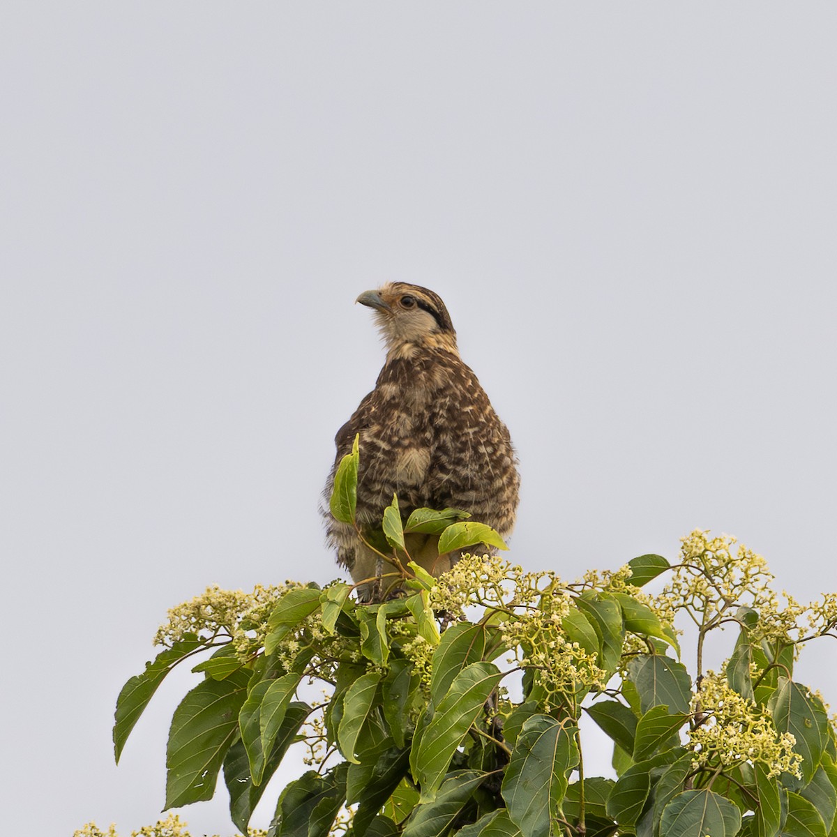 Caracara Chimachima - ML646179238