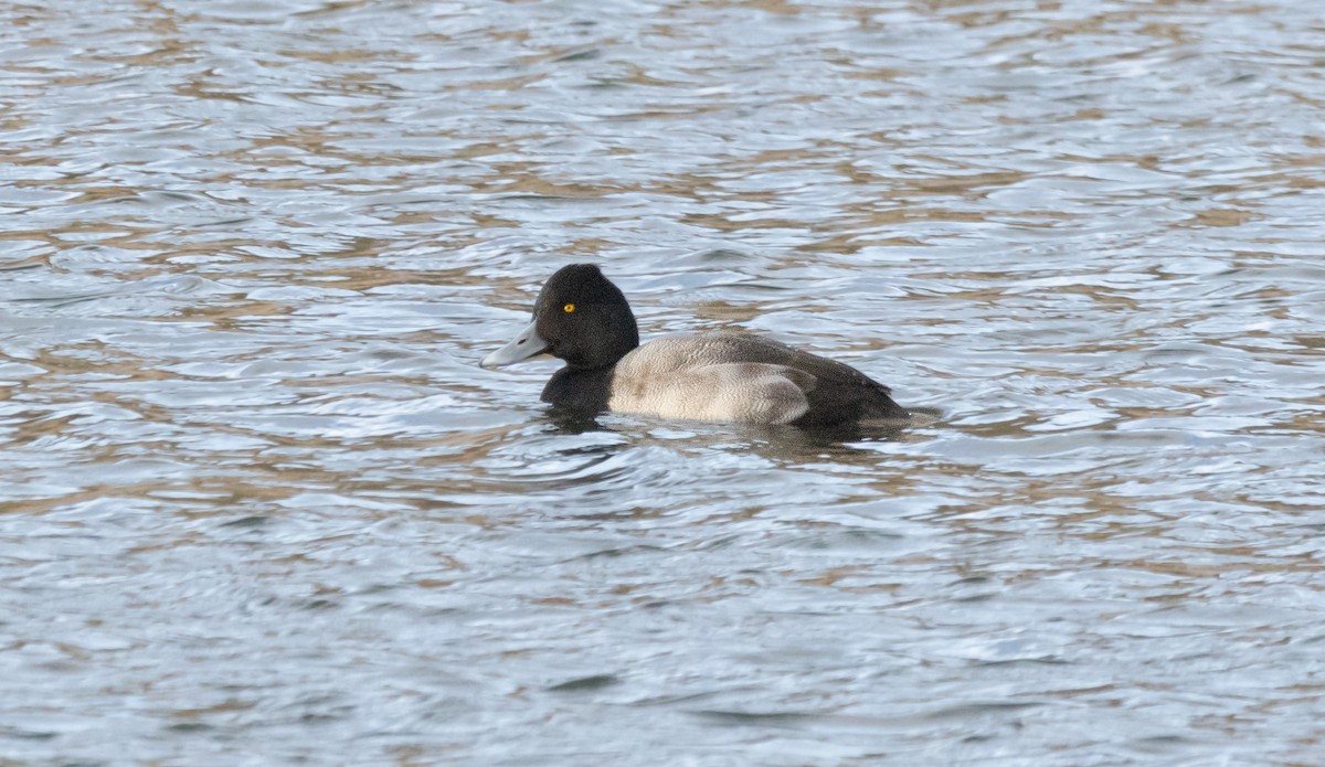 Porrón Bola - ML646179239