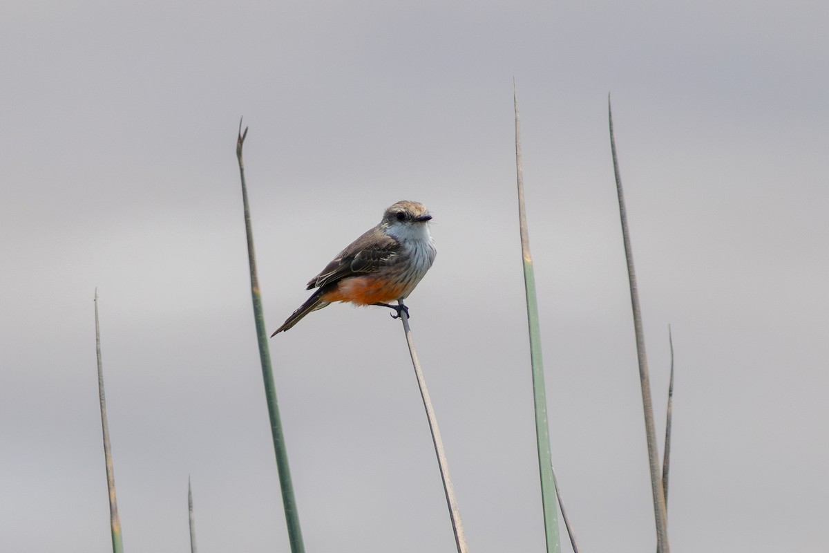 Mosquero Cardenal - ML646179240
