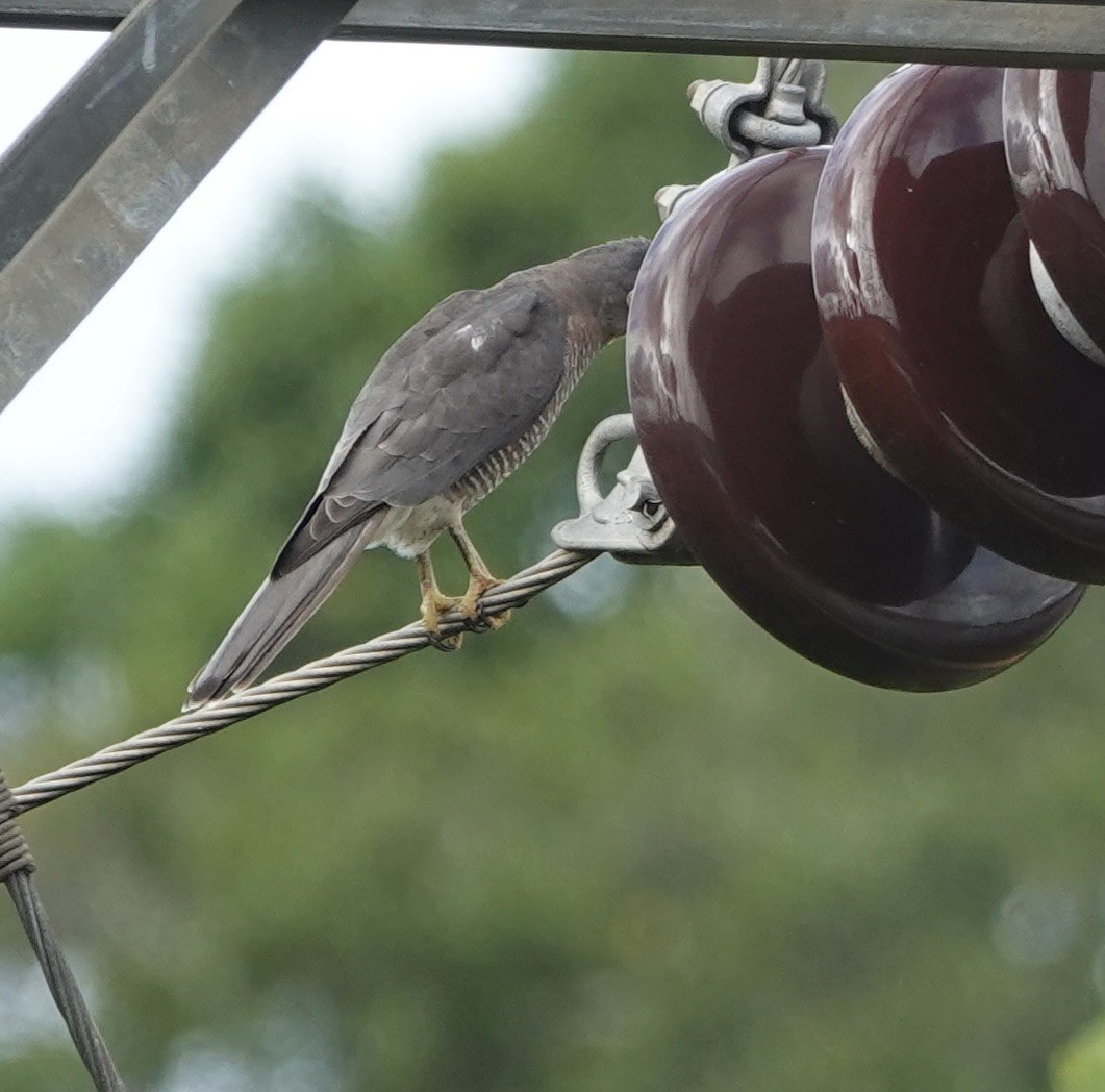 Gavilán Chikra - ML646179241