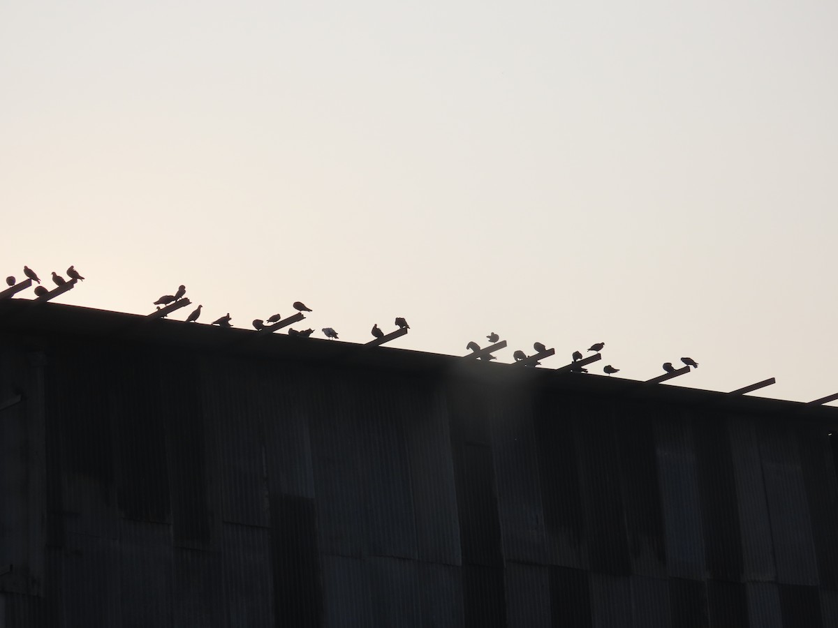 Paloma Bravía (variedad doméstica) - ML646179242