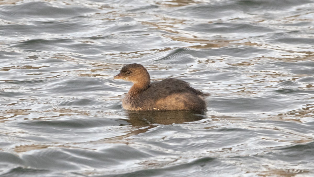 Zampullín Picogrueso - ML646179243