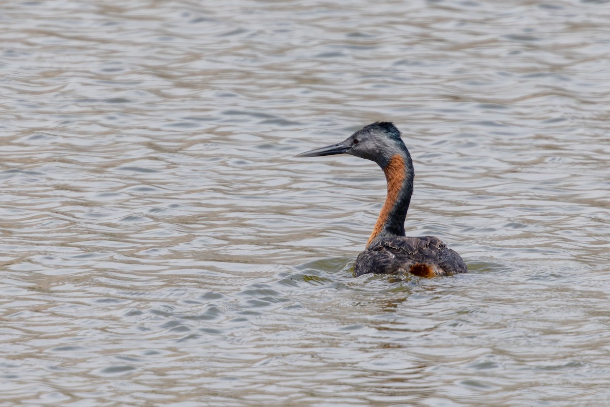 Somormujo Macachón - ML646179244