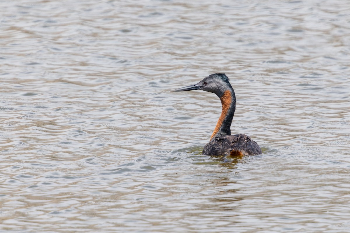 Somormujo Macachón - ML646179245