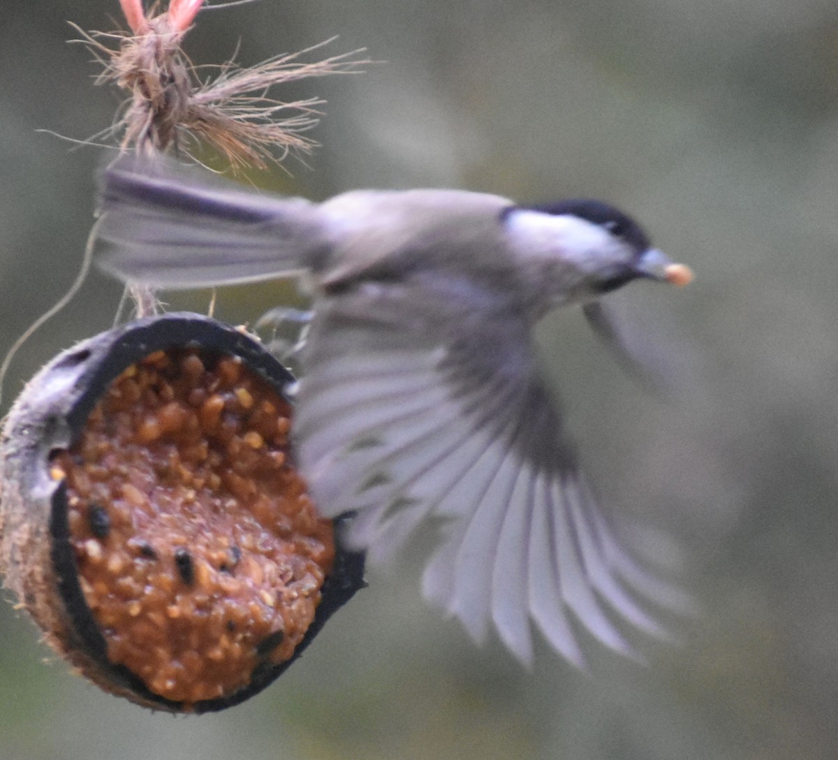 Carbonero Palustre - ML646179246