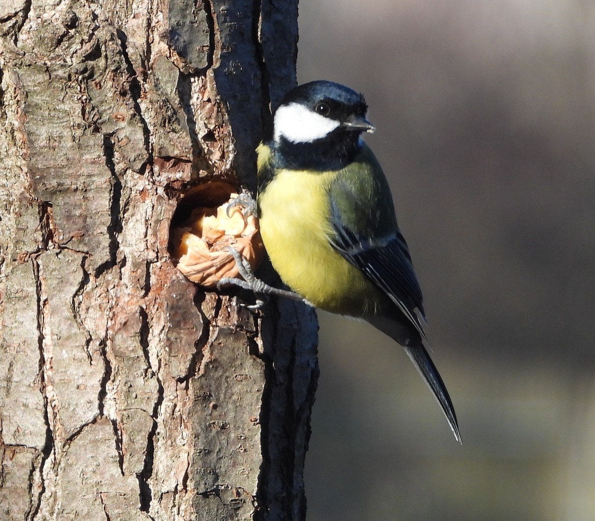 Carbonero Común - ML646179247