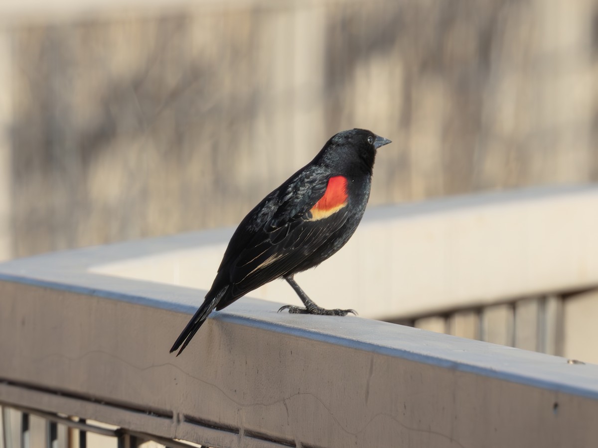 vlhovec červenokřídlý - ML646179248