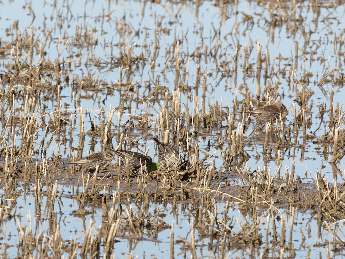 vlhovec červenokřídlý - ML646179249