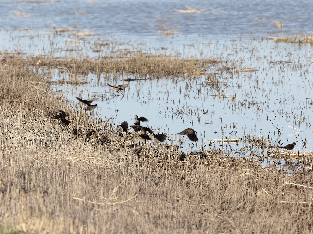 vlhovec červenokřídlý - ML646179251