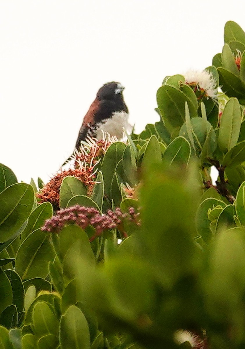 Black-and-white Mannikin - ML646179258
