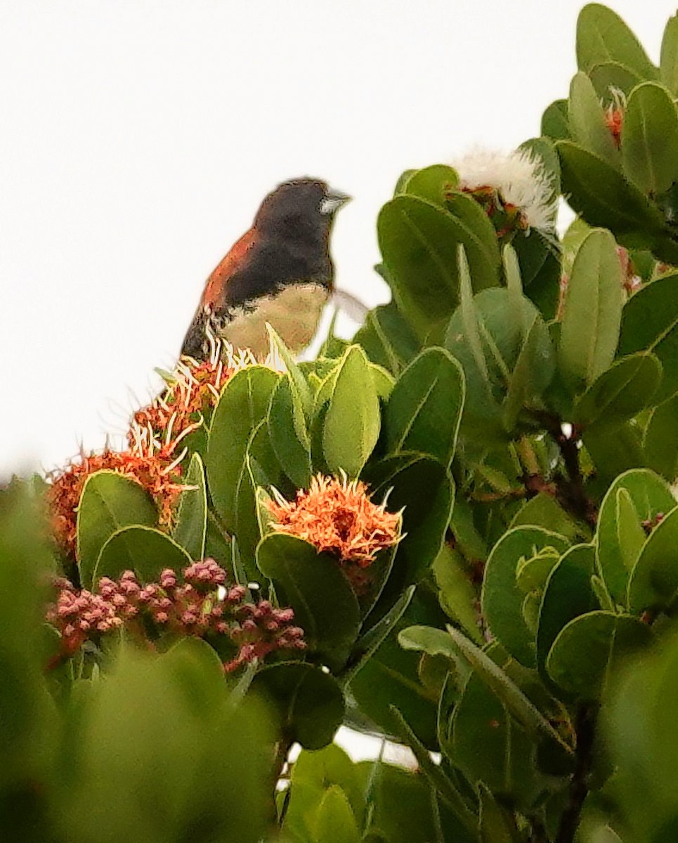 Black-and-white Mannikin - ML646179259