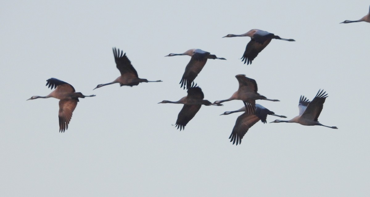 Common Crane - ML646179270