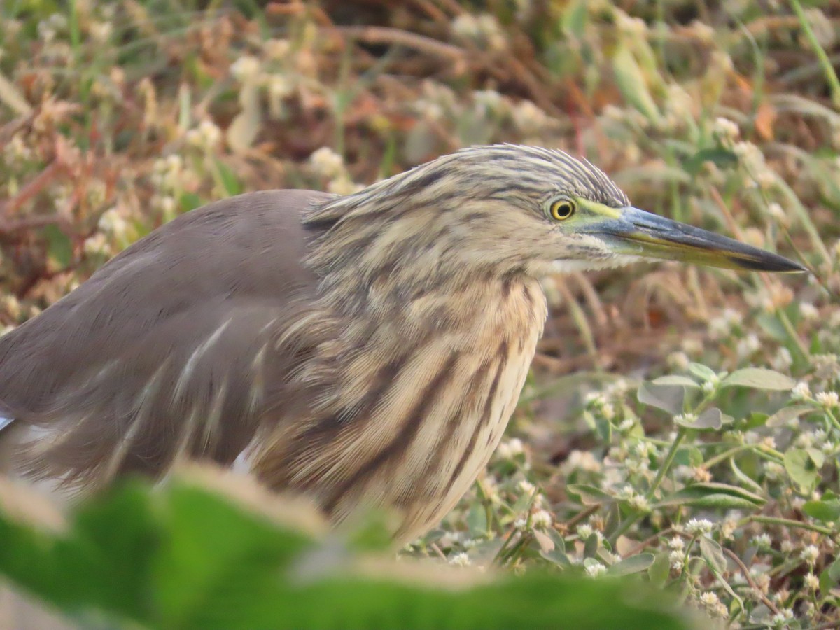 Hint Alaca Balıkçılı - ML646179281