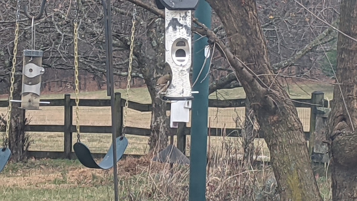 American Goldfinch - ML646179284