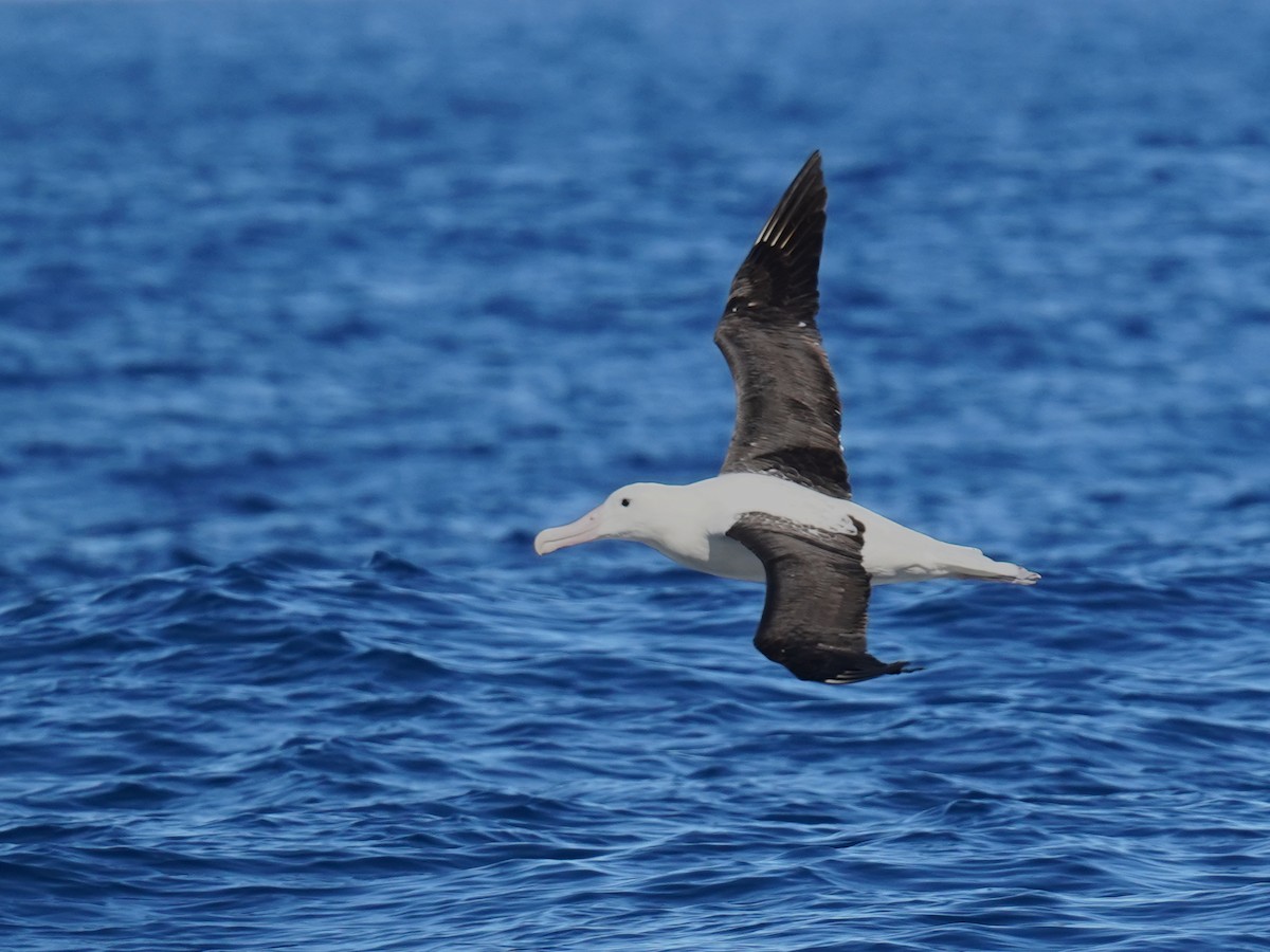 Northern Royal Albatross - ML646179287