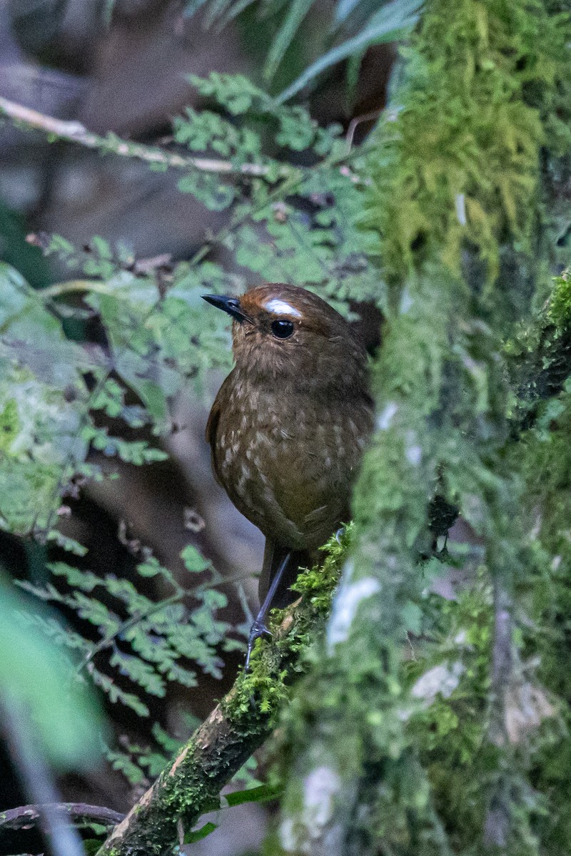 Himalayan Shortwing - ML646179293