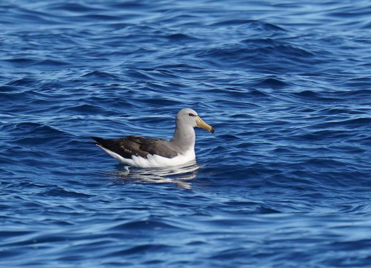 Chatham Albatross - ML646179295