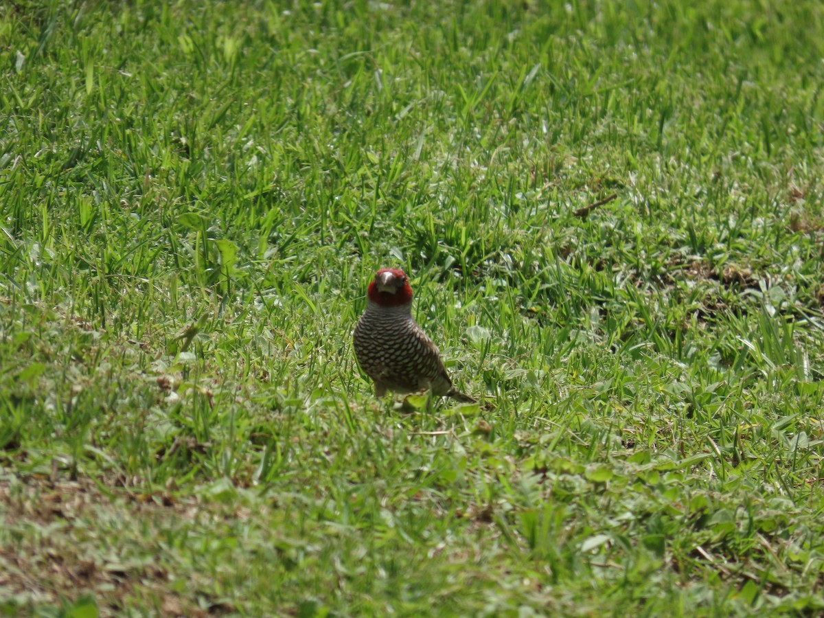 Red-headed Finch - ML646179296
