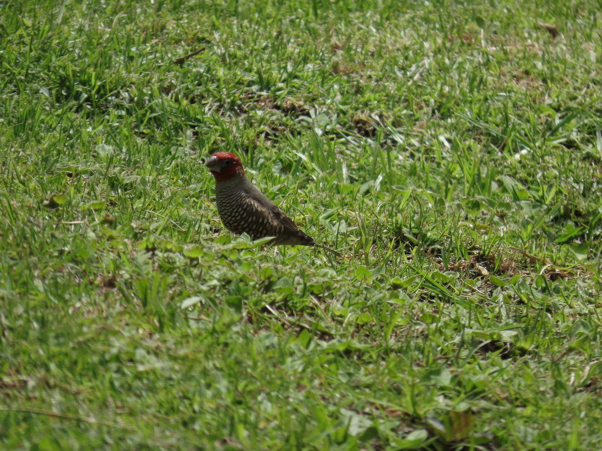 Red-headed Finch - ML646179297