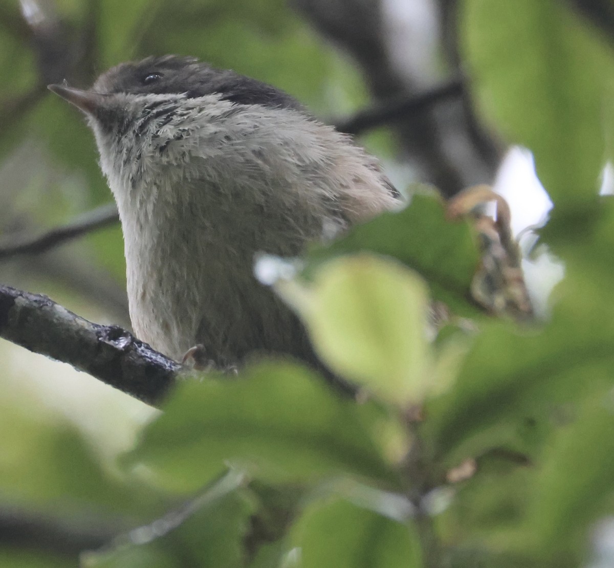 Pipipi - ML646179302