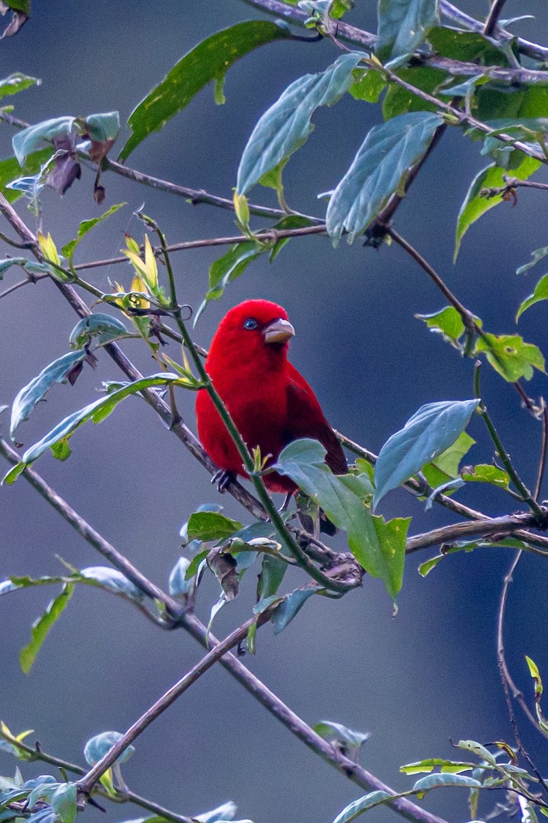 Алая чечевица - ML646179304