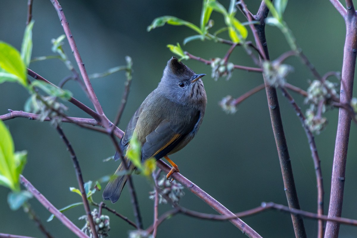 Югина темнокрила - ML646179309