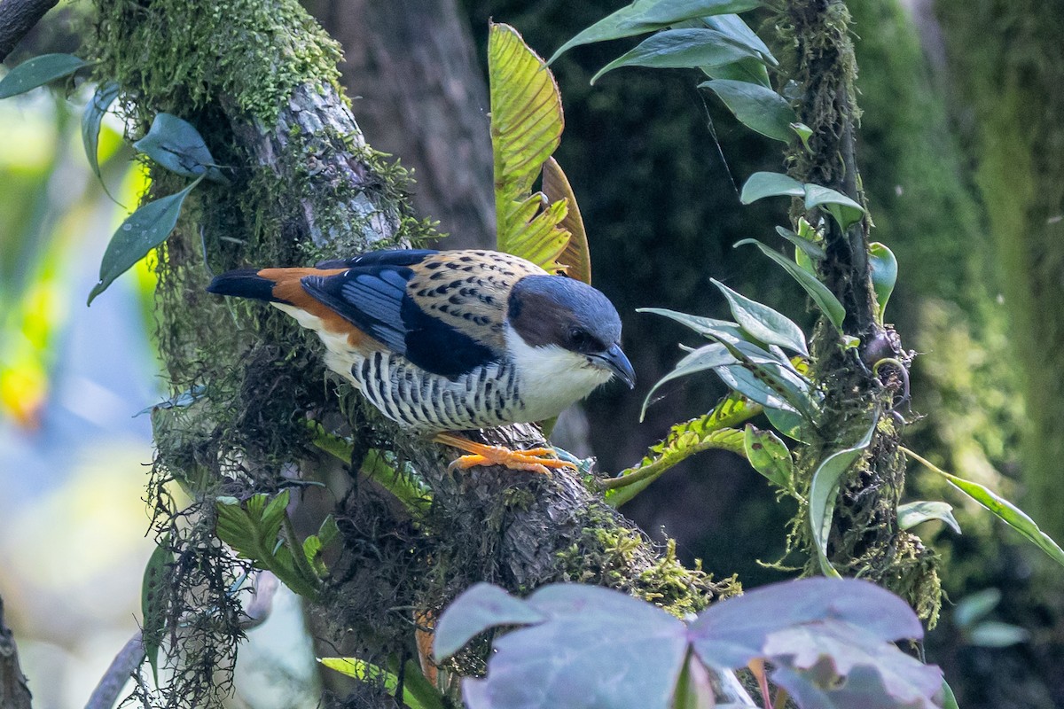 Himalayan Cutia - ML646179311