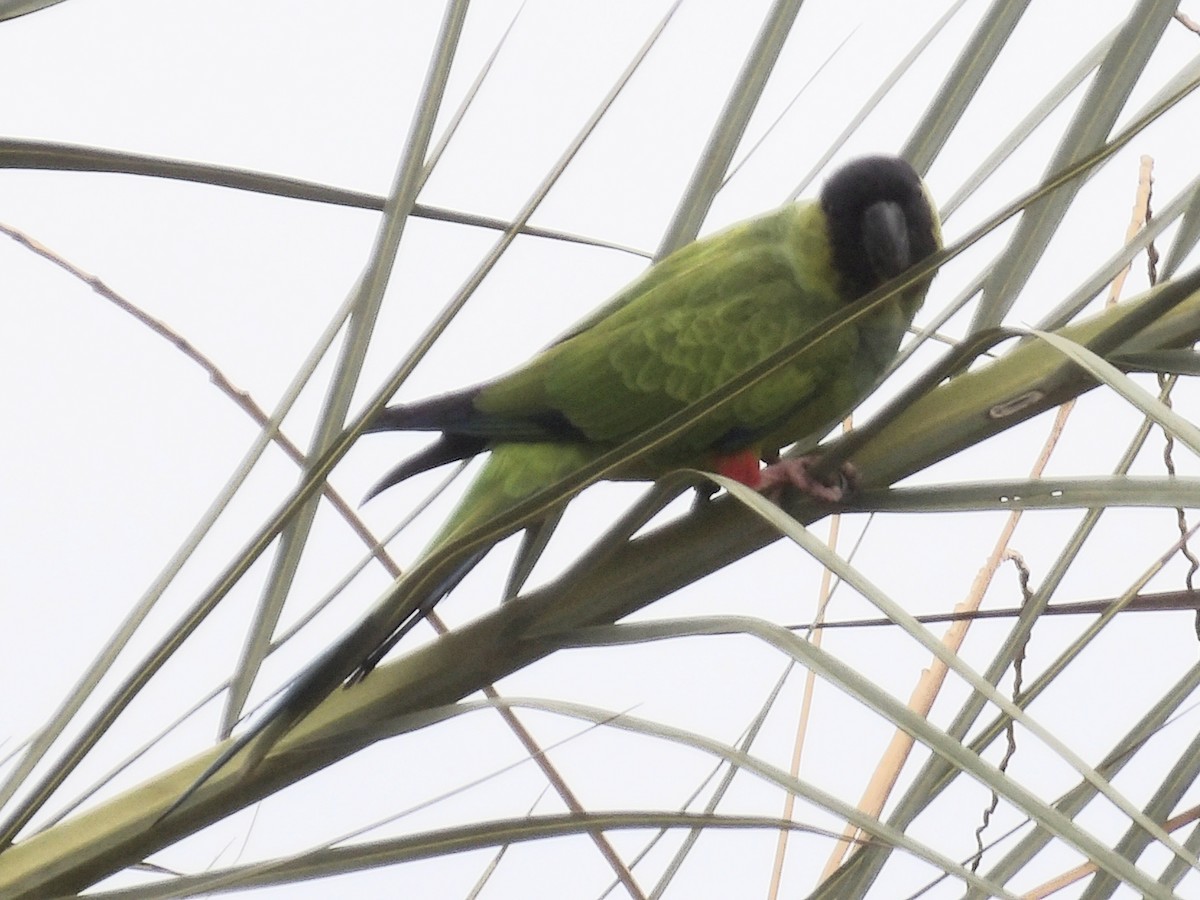 Nanday Parakeet - ML646179316
