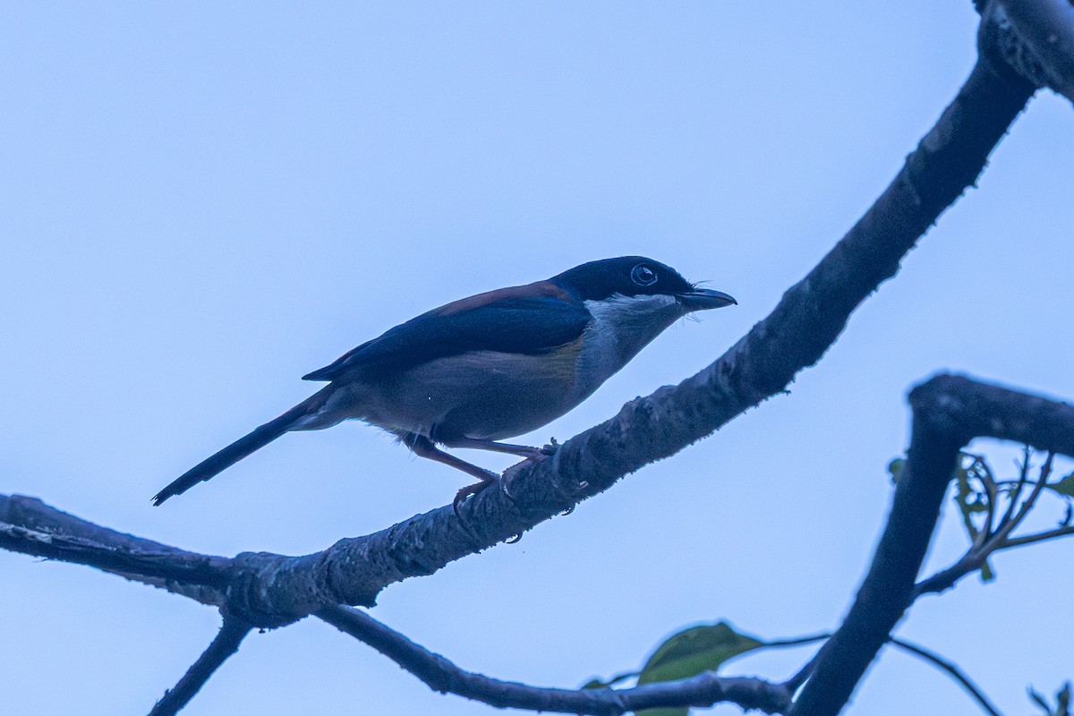 Black-headed Shrike-Babbler - ML646179317