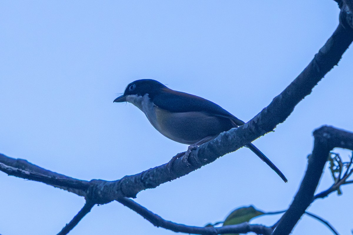 Black-headed Shrike-Babbler - ML646179318