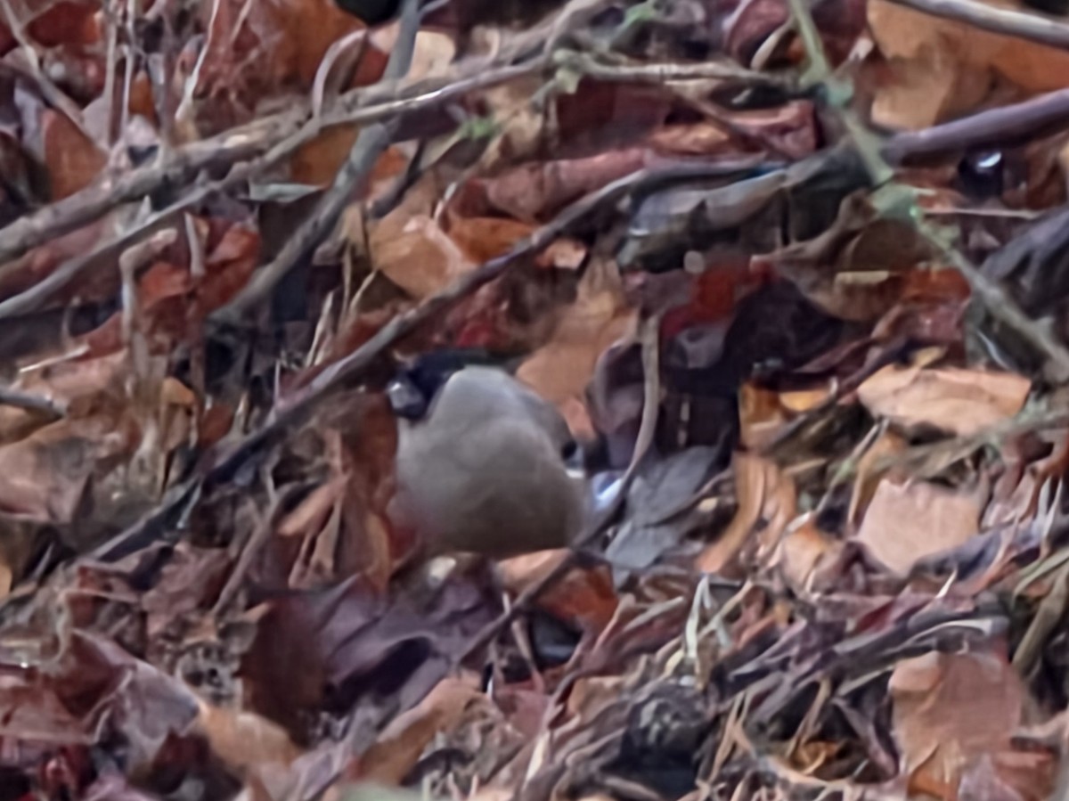 Eurasian Bullfinch - ML646179324