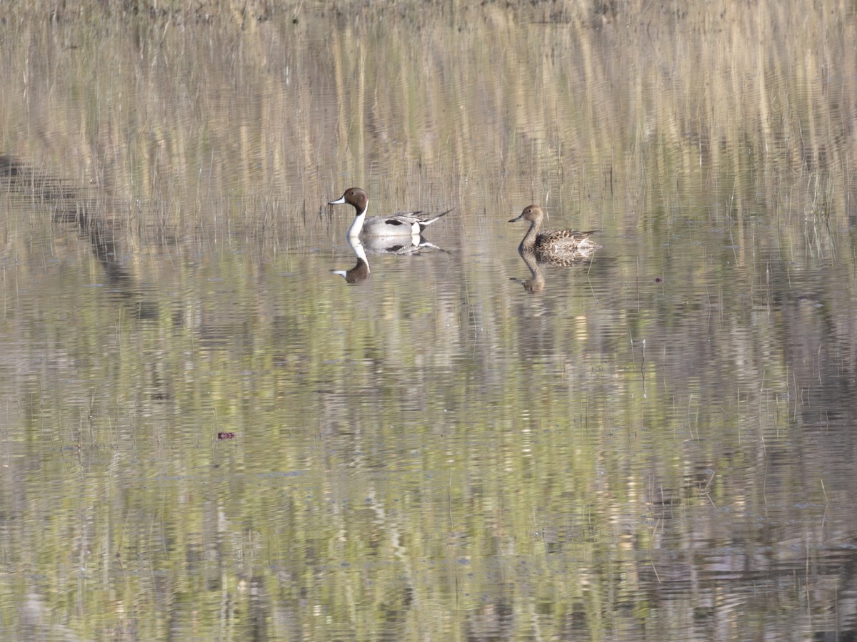 ostralka štíhlá - ML646179325