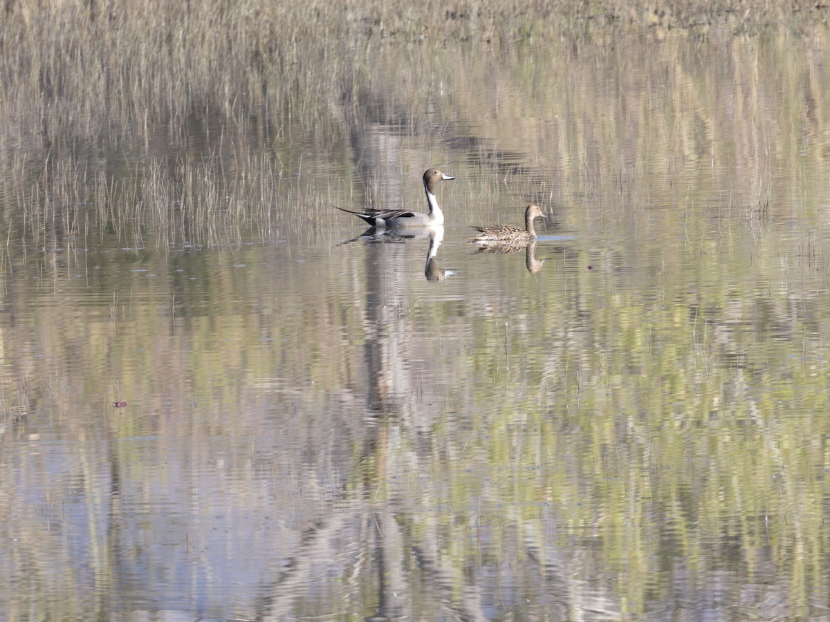 ostralka štíhlá - ML646179326
