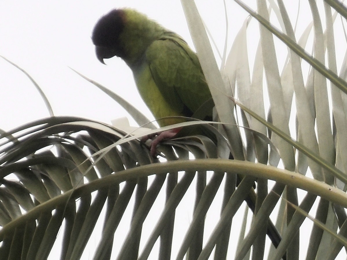 Nanday Parakeet - ML646179327