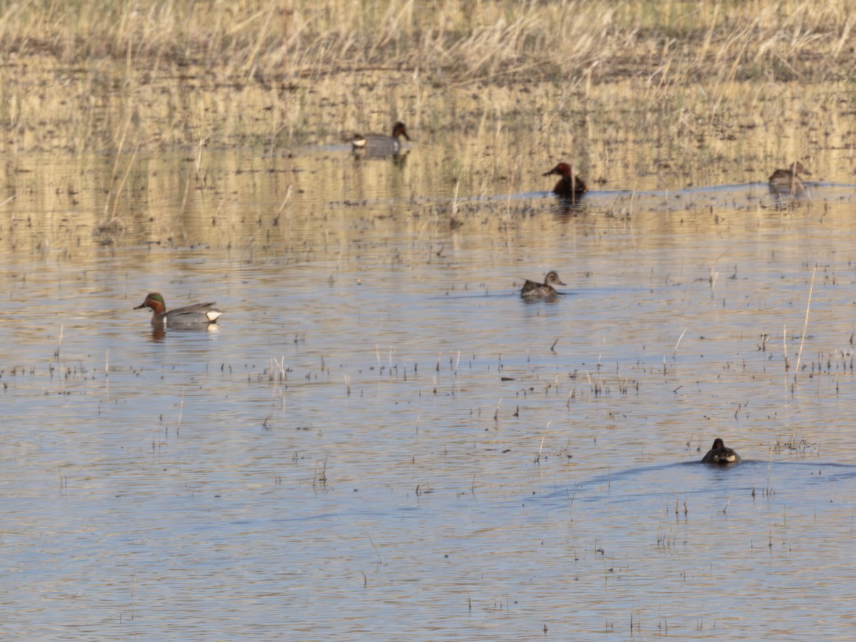čírka obecná - ML646179330