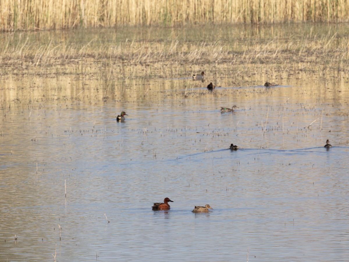 čírka obecná - ML646179331