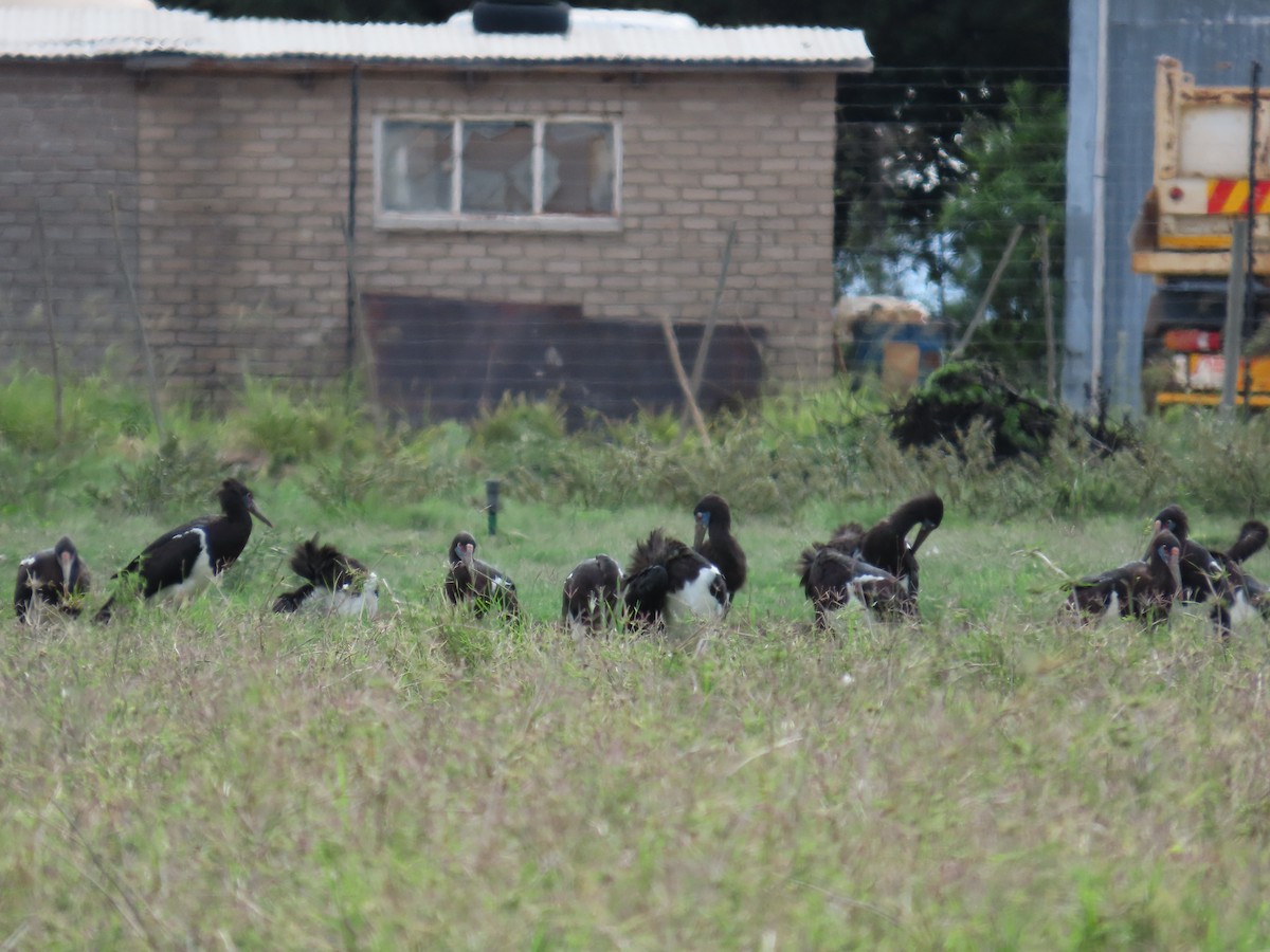 Abdim's Stork - ML646179341
