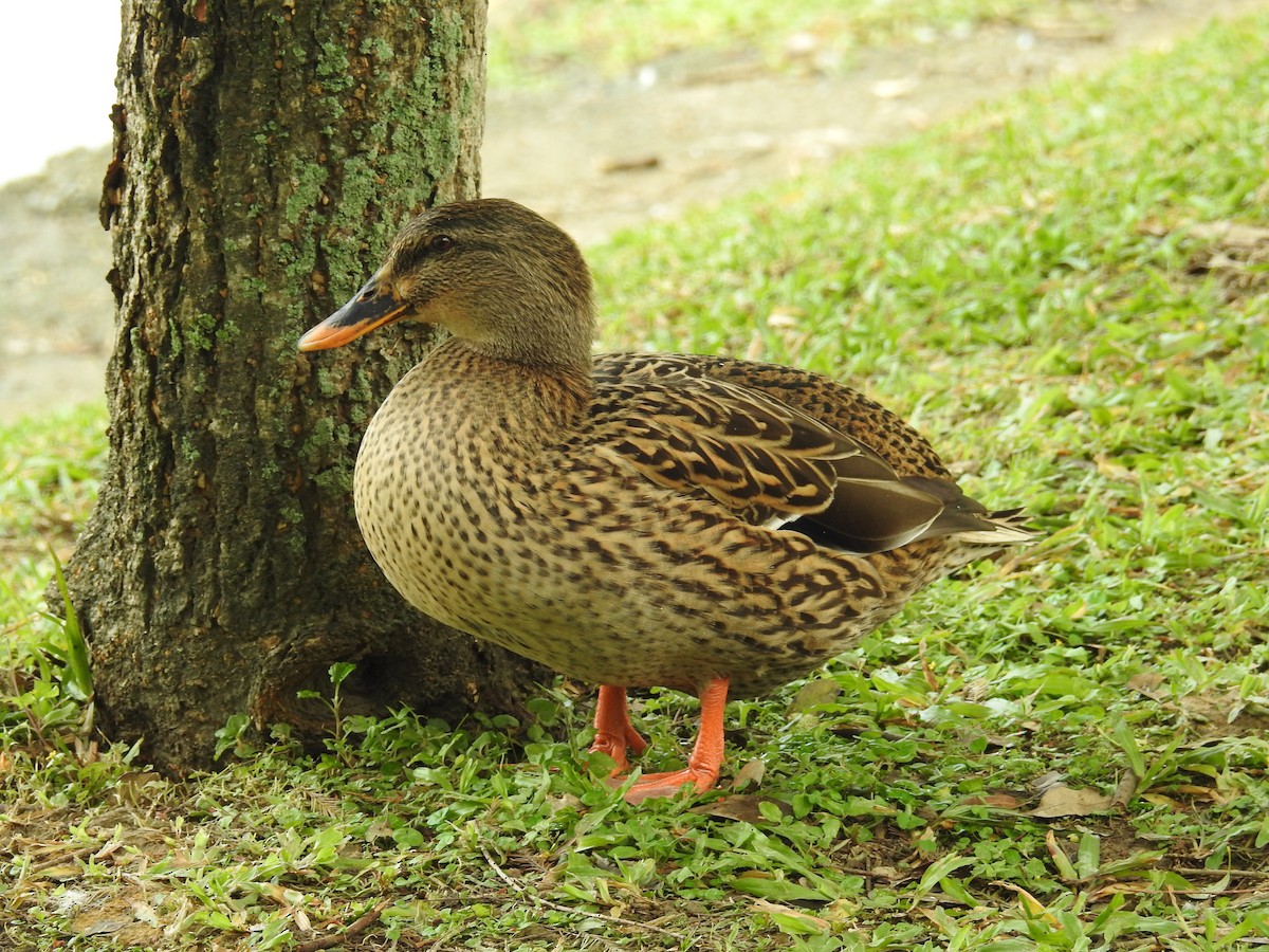 Mallard (Domestic type) - ML646179342