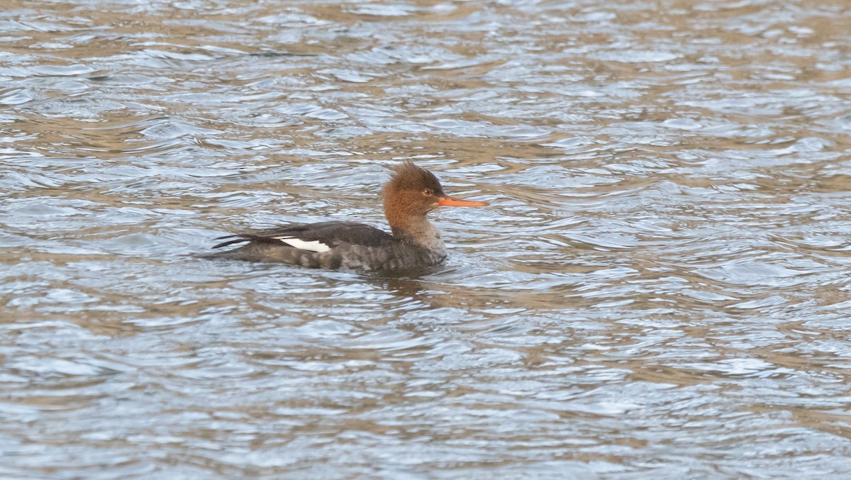 Red-breasted Merganser - ML646179343