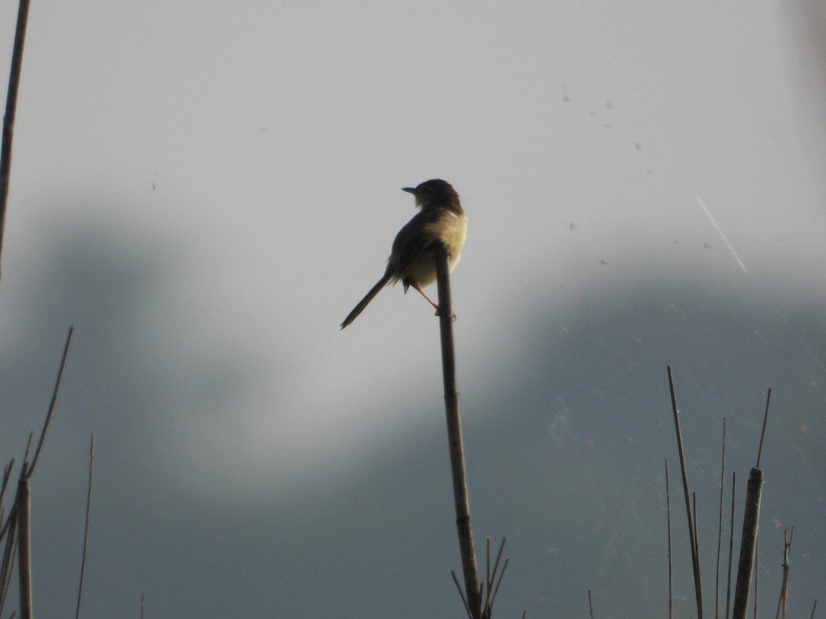 Ashy Prinia - ML646179344