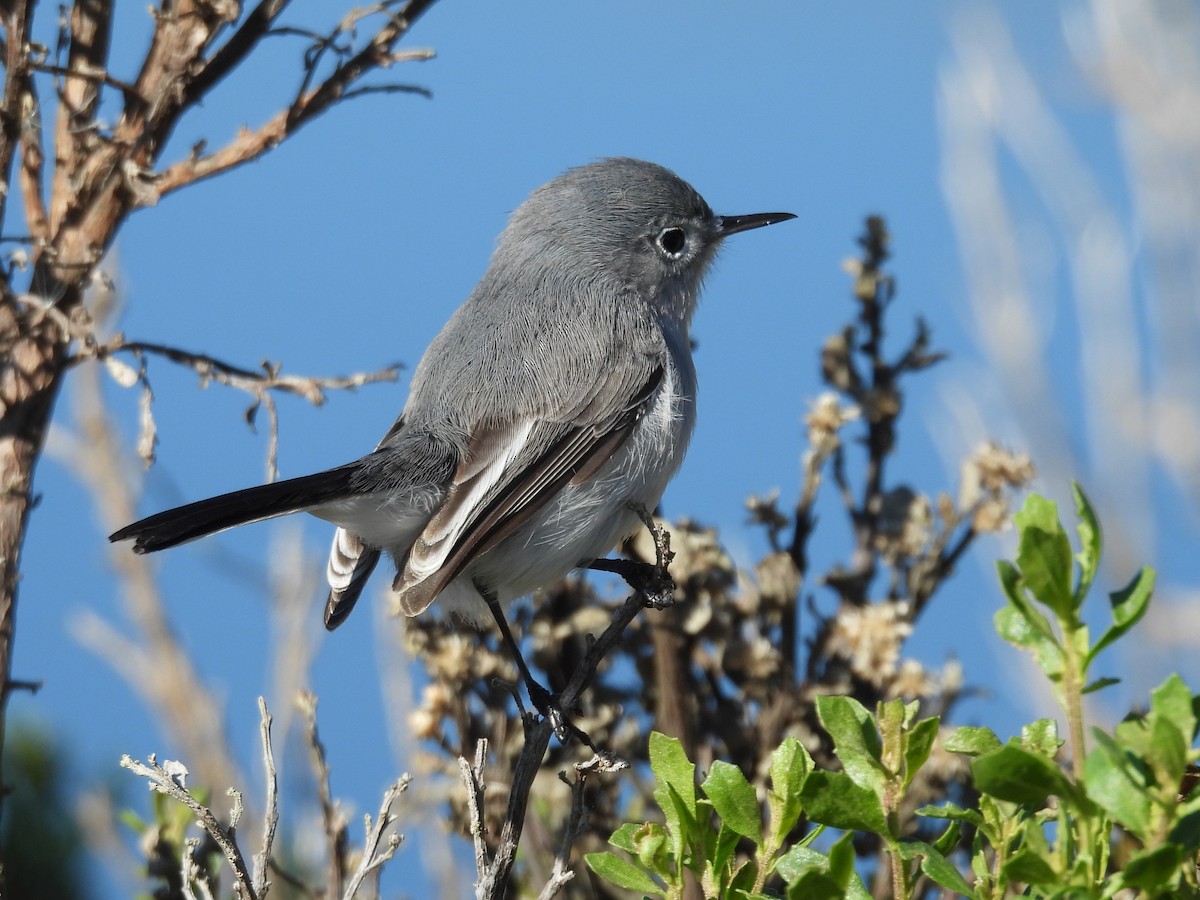 Blue-gray Gnatcatcher - ML646179345