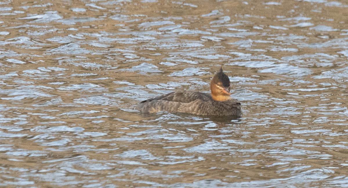 Red-breasted Merganser - ML646179346