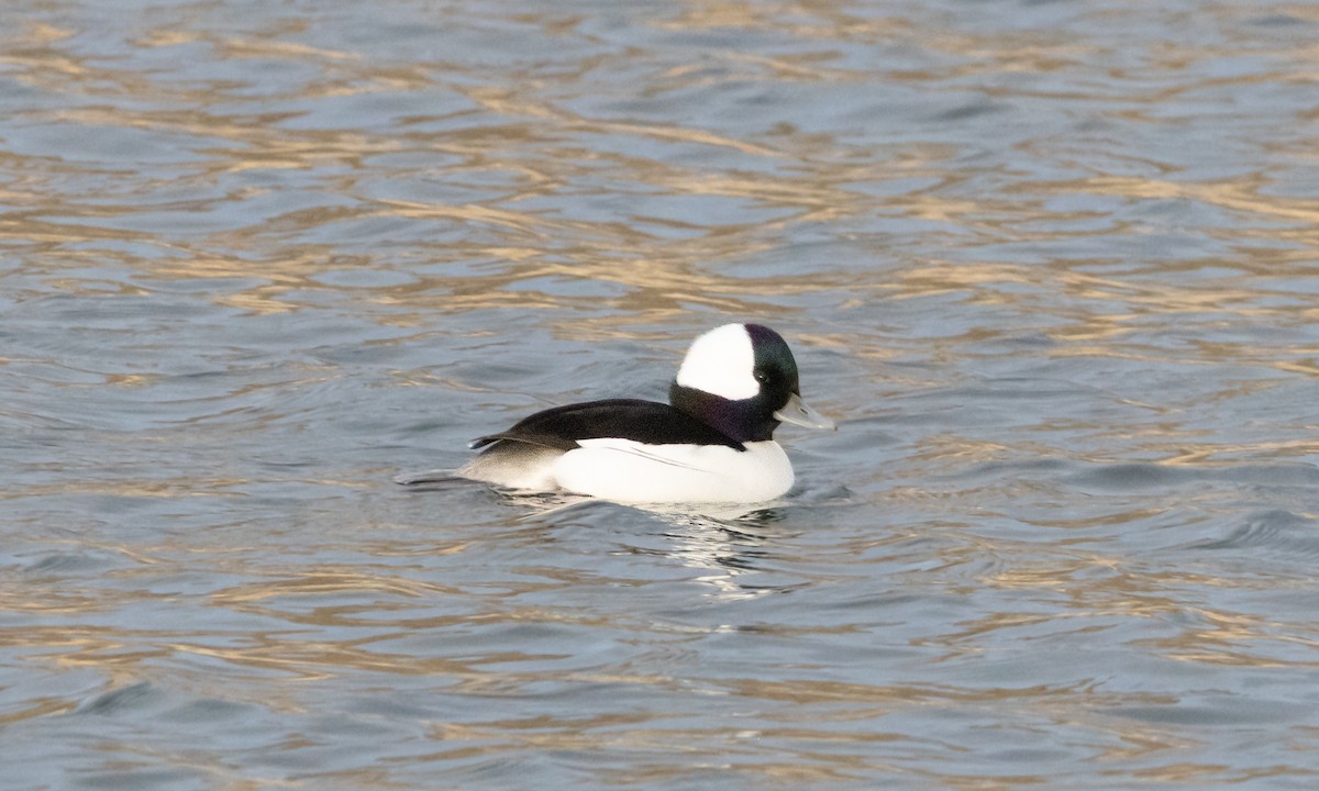 Bufflehead - ML646179347