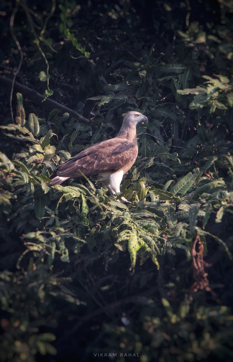 Gray-headed Fish-Eagle - ML646179351