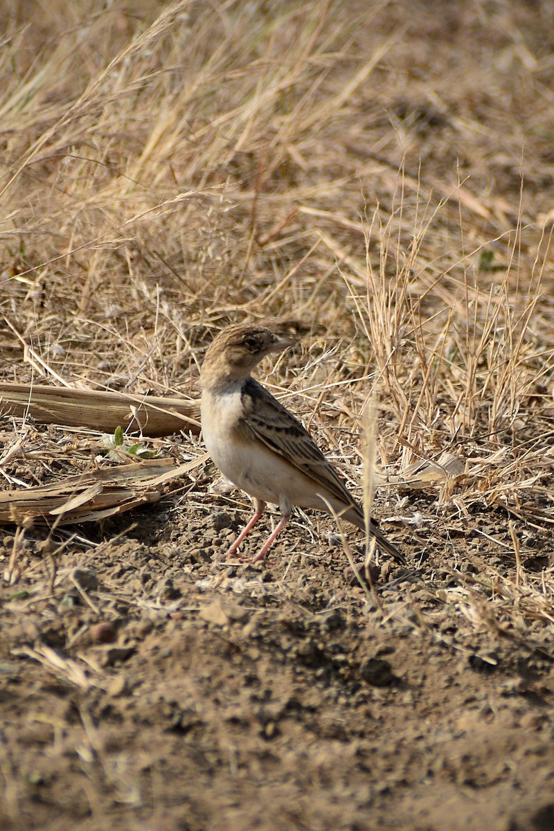 Mongolian Short-toed Lark - ML646179352