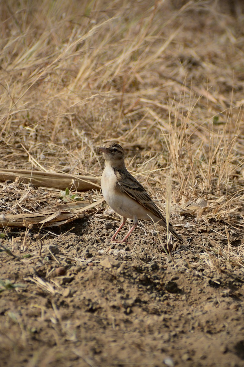 Mongolian Short-toed Lark - ML646179353